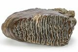 Fossil Woolly Mammoth Lower M Molar - Nice Roots #238754-4